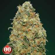 00 Seeds White Widow